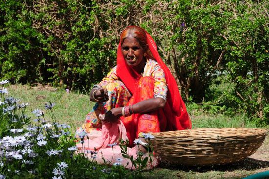 Unkraut jäten im kleinen Park in Udaipur