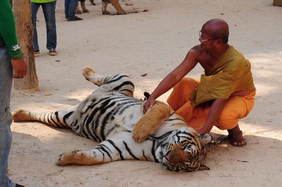 Der Obermönch, Herr der Tiger....