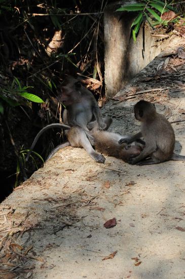 Stundenlang hätte ich zusehen können