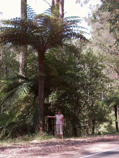 Keine Palme - ein Farnbaum