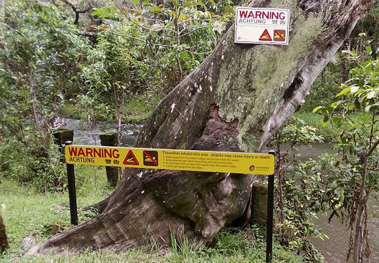 Ein Croc kann sich in der Wet Season auch mal bis hier verirren