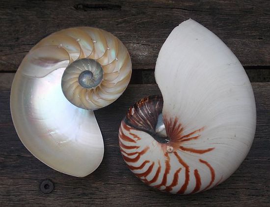 Nautilus