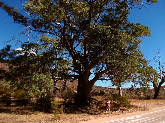 Baum vor Quorn