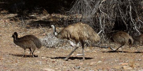 Emus laufen frei herum