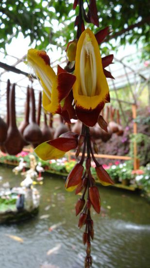 Lady Shoe - Orchidee im Rose Valley