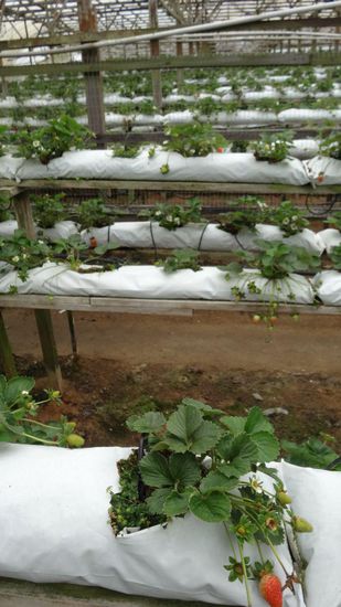 Erdbeeren - bequem zu ernten