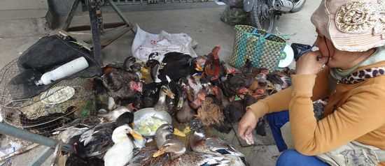 Da gibts lebendes Geflügel, an den Füssen zusammen gebunden, damit es nicht abhauen kann