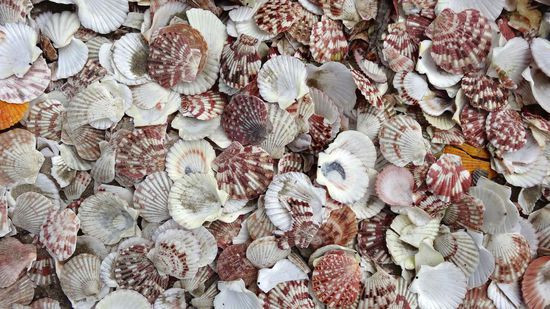 Muschelschalen wohin man schaut