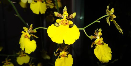 Orchideenrispe "Dancing Woman"