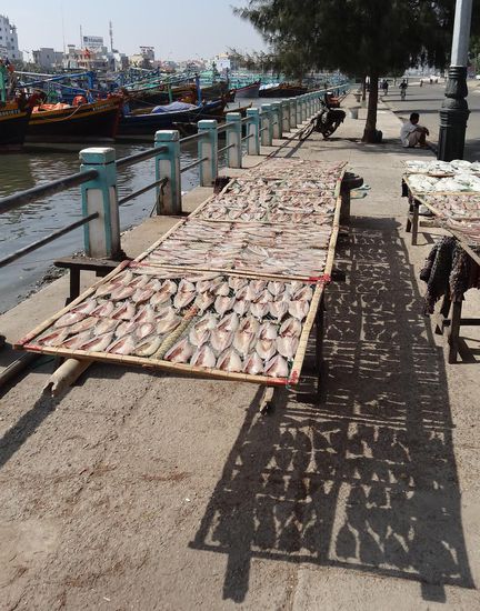 Fisch zum Trocknen auch hier