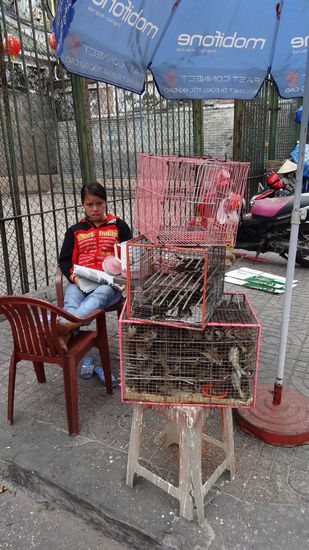 Vor dem Eingang werden kleine Vögel zum Kauf angeboten, man lässt sie frei, das bringt Glück