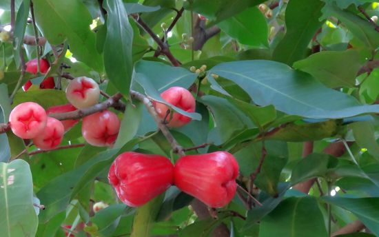 .......Rosen- oder auch Javaäpfel-,.....