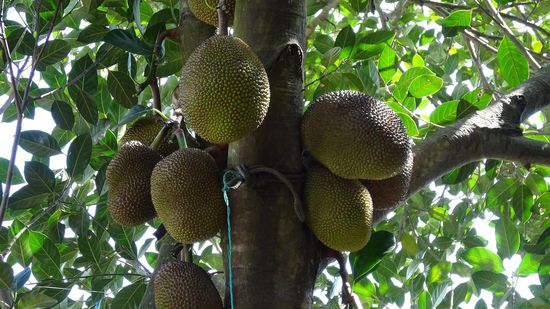 ......Jackfruit-,......