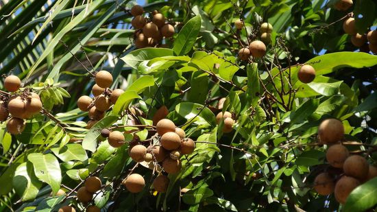 .....Longanbäume oder