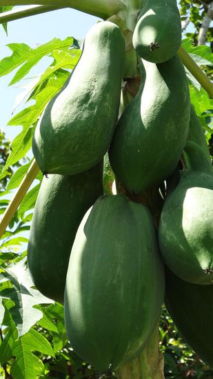 .....hier noch grüne Papayas