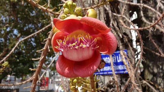 Blüte des Kanonenkugelbaums