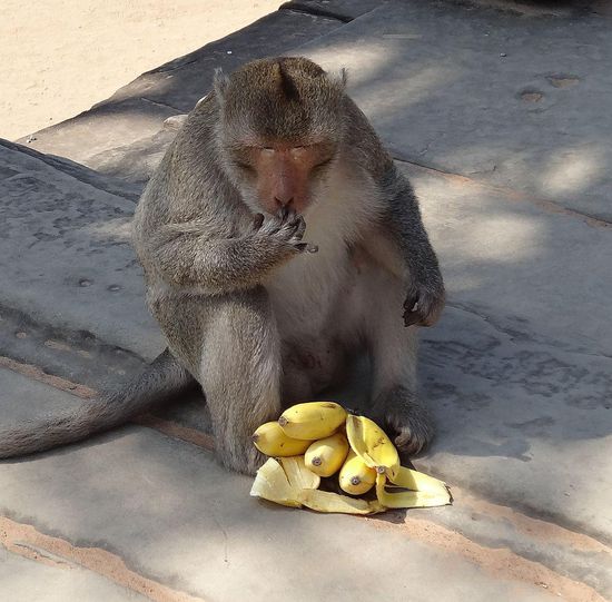 Bananenklau - die hat er trotz aller Bemühungen des jungen Paares auch nicht wieder hergegeben