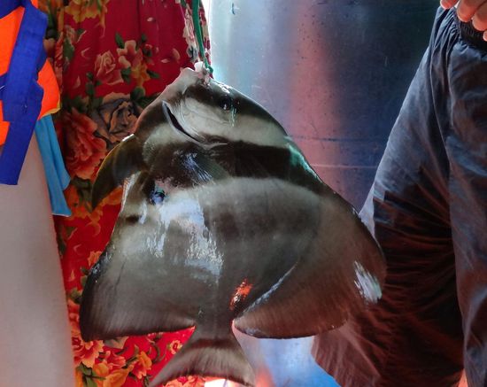 Anglerglück eines Chinesen - einfach mit einer um eine Plastikflasche gewickelter Schnur und einem Stückchen roher Sepia geangelt - mir sind sie lebend unter Wasser lieber!!