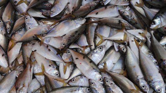 .....aber dafür mit viel mehr Fliegen auf dem frischen Fisch