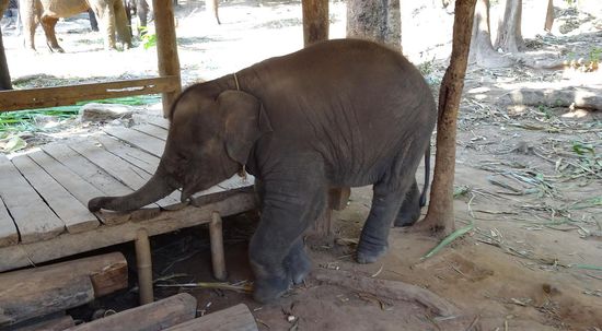 Der Baby-Elefant hatte es drauf, ganz schön lebendig, alle haben sich immer hinter die Baumstämme gestellt, wenn er auf einen zugestürmt kam