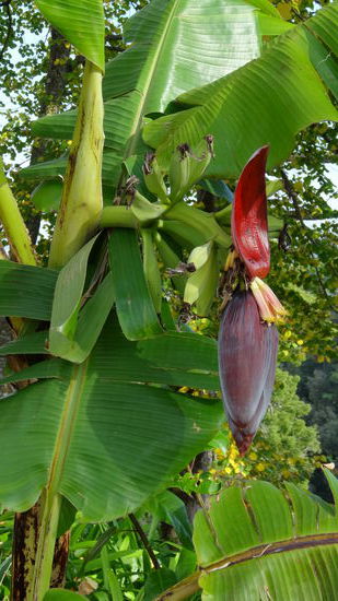 Blüte einer Bananenstaude