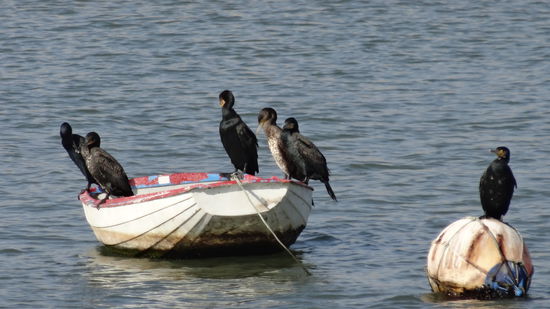 In der Bucht waren einige Boote von Grönland-Kormoranen eingenommen, die hier zum überwintern herkommen, so wurden wir von Einheimischen aufgeklärt