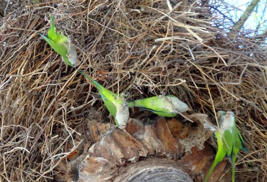 Mönchspapageien, ursprünglich in Südamerika beheimatet, fliegen hier in kleinen Schwärmen herum, machen Krach wie Spatzen, ist die einzige Papageienart, die ihre Nester aus Zweigen baut, wie z.B. hier in Palmkronen