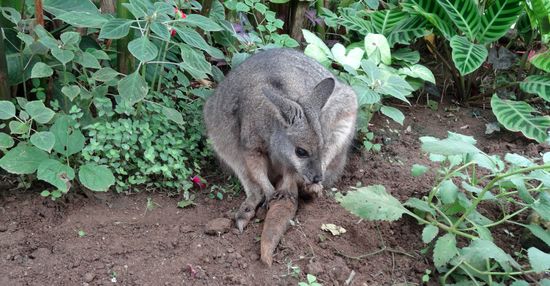 Ein Wallabee.......