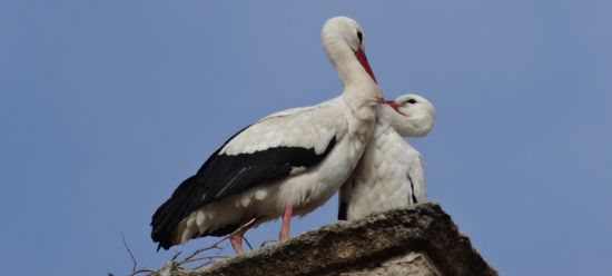 .....mit einigen Winterflüchtlingen auf dem Dach!