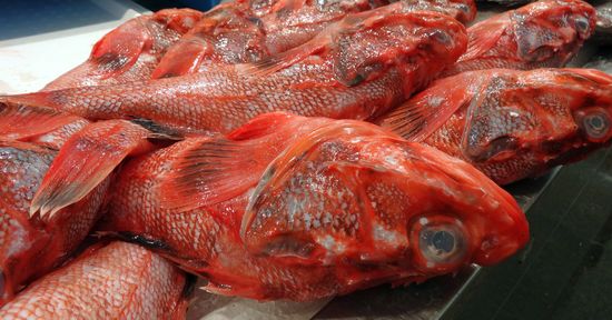 Drachenköpfe, Cabrachos