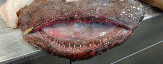 Maul eines Seeteufels, Rape