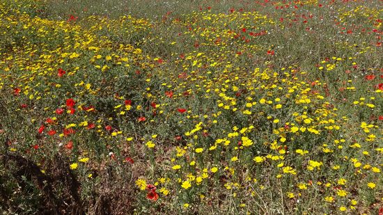 Zurück zur Bushaltestelle an dieser schönen Blumenwiese.....