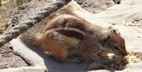 Streifenhörnchen beim Chips naschen