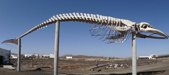 Skelett des Finnwals, ca. 20 m