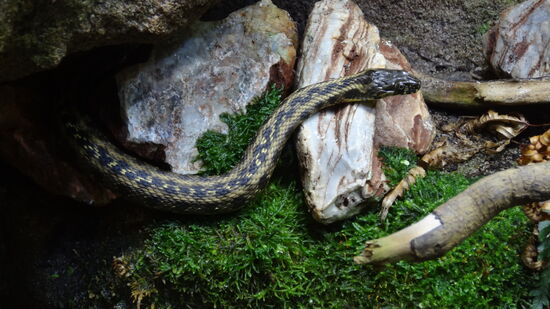 Ausser dem Plastikdschungel noch einige Aquarien und Terrarien