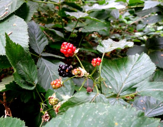So langsam werden die Waldbrombeeren reif