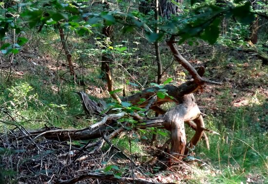 Hat mich stark an einen Dino erinnert