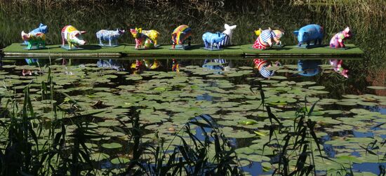 Schweinerei im Dorfteich ??