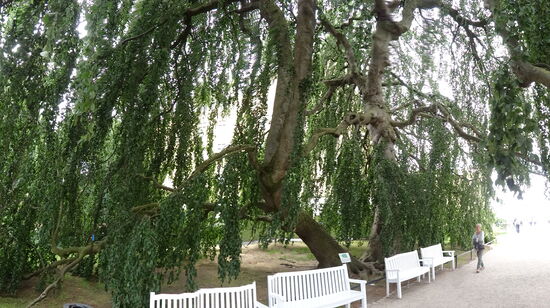 Diese Hängebuche hat riesige Ausmasse