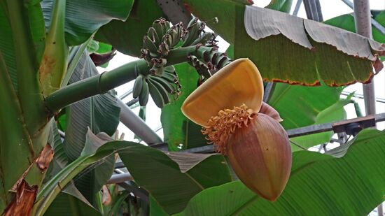 Banane