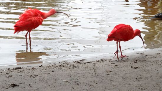 ...und der rote Ibis, wenn er keine Krabben und Krebstiere frisst, bleibt sein Gefieder grau