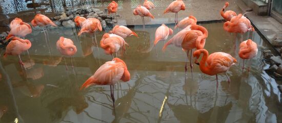 Im Innenbereich hinter Glas, Flamingos, die brauchen die Wärme