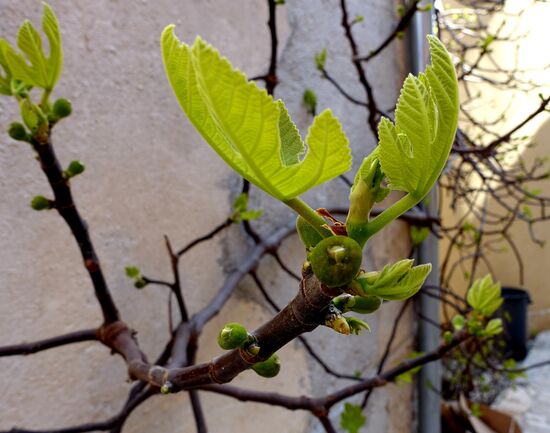 Der Feigenbaum zeigt erstes Grün und Minifrüchte