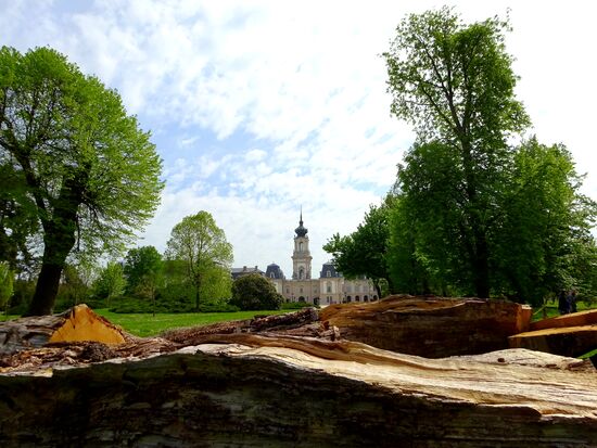Ein Riesenbaum wurde gefällt