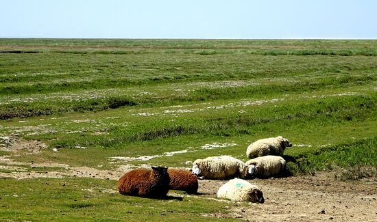 Überall Schafe in den Salzwiesen