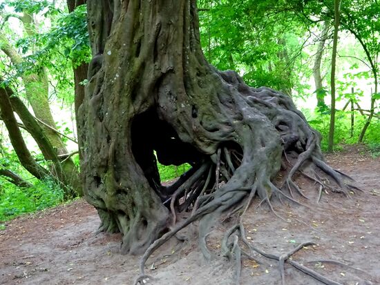 ......diese Wurzel war sehenswert