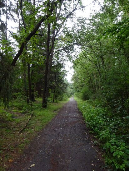 Einmal durch den Wald