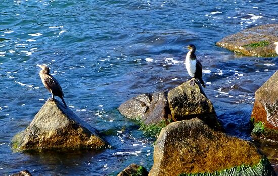 Nicht nur Möwen, auch Kormorane sind auf Fischfang