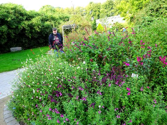Ein buntes Beet, alles Salbei, wusste nicht, dass es soviel verschiedene Arten gibt