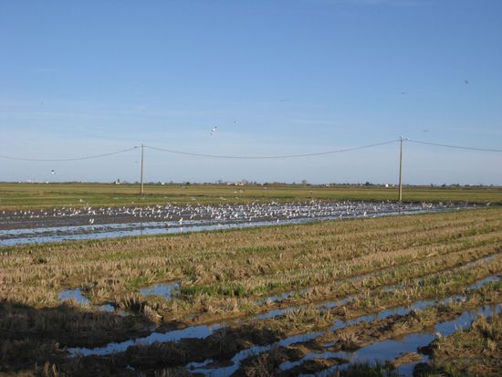frisch gepflügte Felder sind bei den Vögeln offensichtlich sehr beliebt